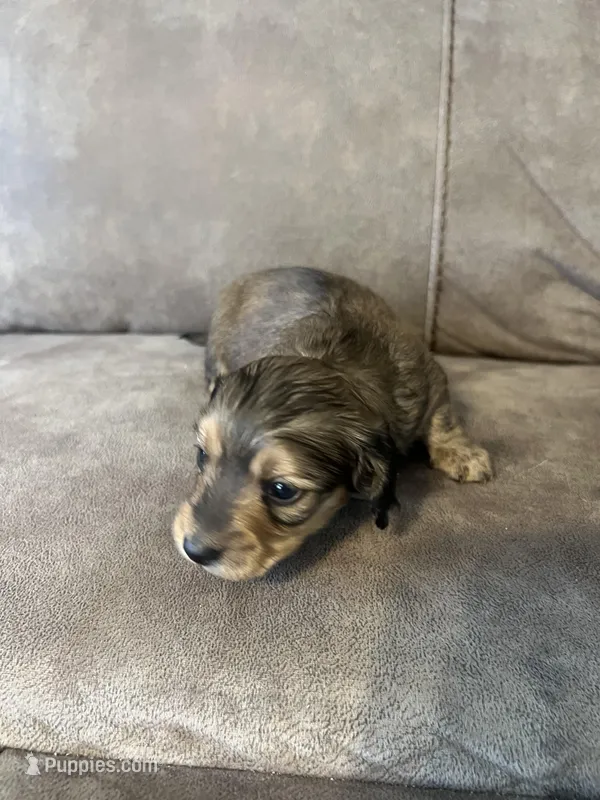 Hank – Miniature Dachshund puppy for sale in Tallapoosa, GA