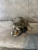 Hank, a male Miniature Dachshund for sale in Tallapoosa, GA – Photo 1 of 3