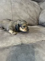 Hank, a male Miniature Dachshund for sale in Tallapoosa, GA – Photo 3 of 3