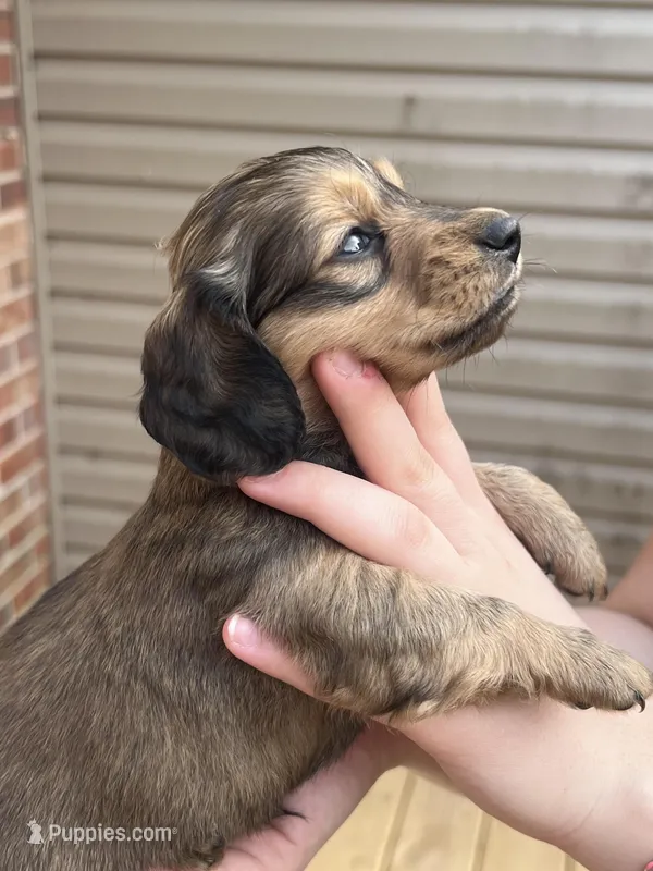 Hank – Miniature Dachshund puppy for sale in Tallapoosa, GA