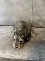 Hank, a male Miniature Dachshund for sale in Tallapoosa, GA – Photo 2 of 3