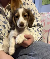 Rosie, a female Miniature Dachshund for sale in Tallapoosa, GA – Photo 1 of 3