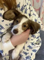 Rosie, a female Miniature Dachshund for sale in Tallapoosa, GA – Photo 3 of 3