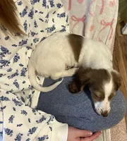 Rosie, a female Miniature Dachshund for sale in Tallapoosa, GA – Photo 2 of 3