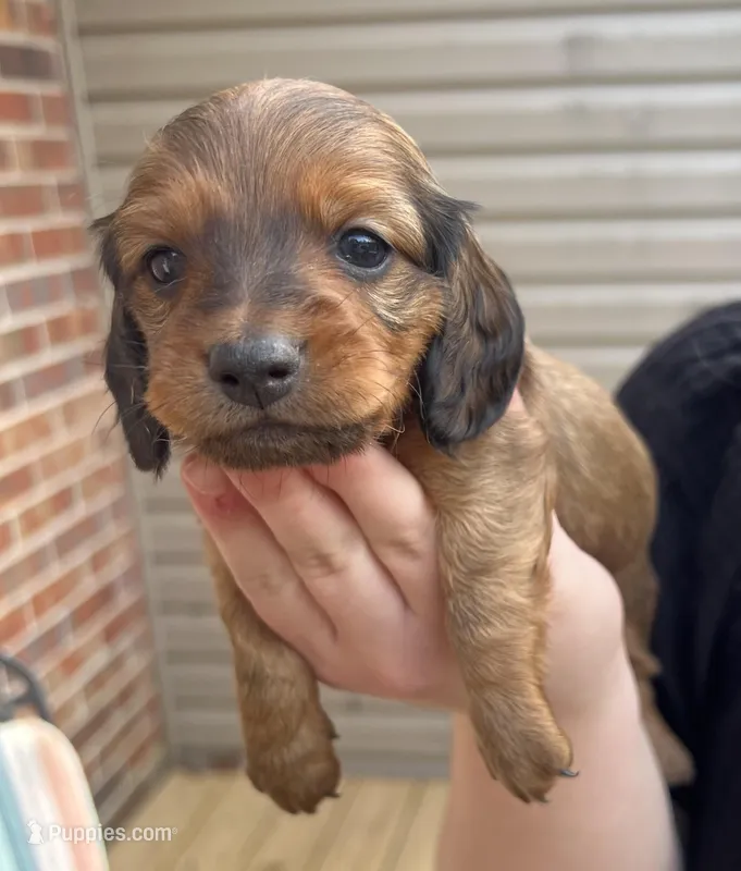 Duke – Miniature Dachshund puppy for sale in Tallapoosa, GA