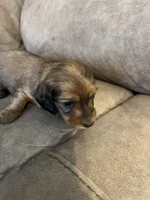 Duke, a male Miniature Dachshund for sale in Tallapoosa, GA – Photo 2 of 2