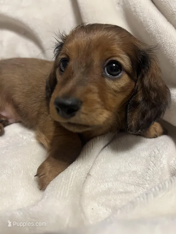 Duke – Miniature Dachshund puppy for sale in Tallapoosa, GA