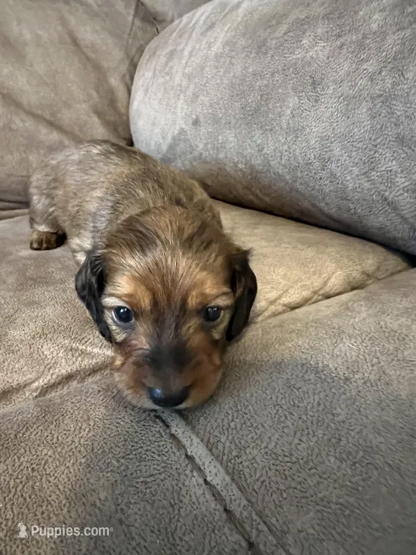 Duke – Miniature Dachshund puppy for sale in Tallapoosa, GA