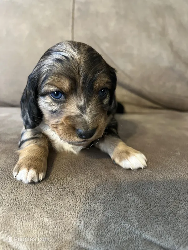 Molly – Miniature Dachshund puppy for sale in Tallapoosa, GA
