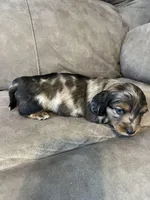 Molly, a female Miniature Dachshund for sale in Tallapoosa, GA – Photo 2 of 3