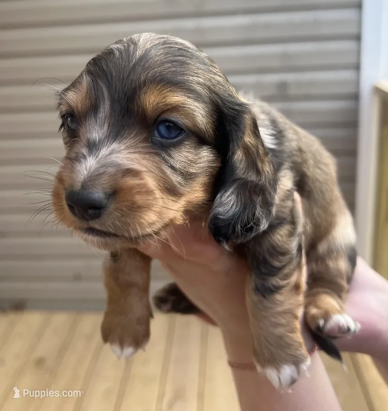 Molly – Miniature Dachshund puppy for sale in Tallapoosa, GA