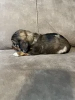 Molly, a female Miniature Dachshund for sale in Tallapoosa, GA – Photo 3 of 3