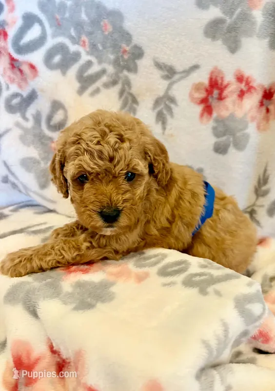 Red one – Poodle - Toy  puppy for sale in Frankfort, KY
