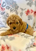Red one, a male Poodle - Toy  for sale in Frankfort, KY – 1 of 1