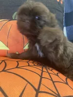 Anubis , a male Shih Tzu for sale in Frankfort, KY – 2 of 9