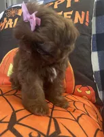Osiris, a female Shih Tzu for sale in Frankfort, KY – 6 of 9