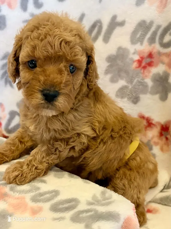 Red two – Poodle - Miniature  puppy for sale in Frankfort, KY