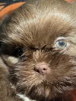 Anubis , a male Shih Tzu for sale in Frankfort, KY – 1 of 9