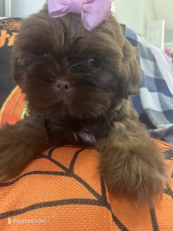 Anubis  – Shih Tzu puppy for sale in Frankfort, KY