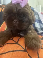 Anubis , a male Shih Tzu for sale in Frankfort, KY – 8 of 9