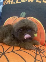 Anubis , a male Shih Tzu for sale in Frankfort, KY – 3 of 9