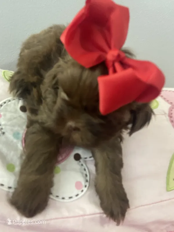 Osiris – Shih Tzu puppy for sale in Frankfort, KY