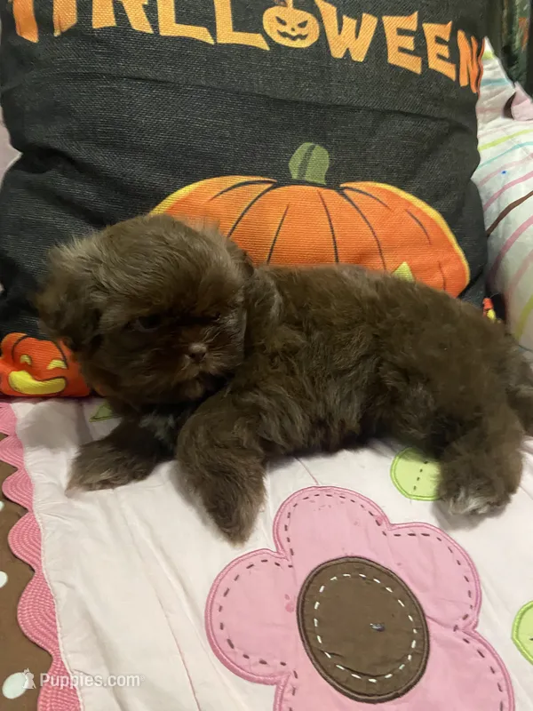 Anubis  – Shih Tzu puppy for sale in Frankfort, KY