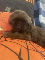 Anubis , a male Shih Tzu for sale in Frankfort, KY – 5 of 9