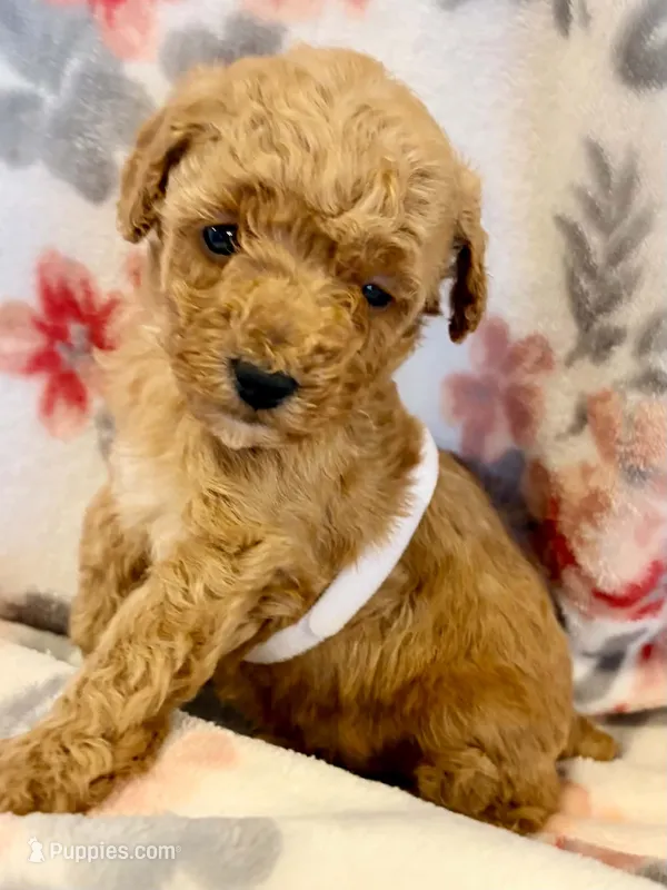 Redthree – Poodle - Miniature  puppy for sale in Frankfort, KY