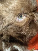 Osiris, a female Shih Tzu for sale in Frankfort, KY – 3 of 9