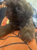 Anubis , a male Shih Tzu for sale in Frankfort, KY – 4 of 9