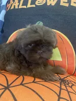 Anubis , a male Shih Tzu for sale in Frankfort, KY – 6 of 9