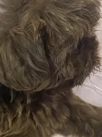 Lolo, a male Shih Tzu for sale in Frankfort, KY – Photo 5 of 10