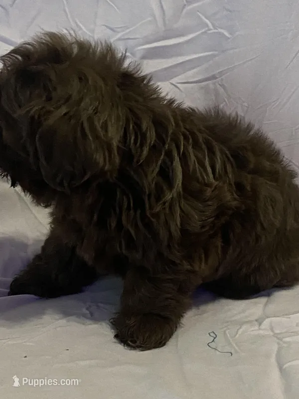 Lolo – Shih Tzu puppy for sale in Frankfort, KY