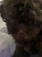 Lolo, a male Shih Tzu for sale in Frankfort, KY – Photo 8 of 10