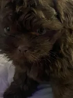 Lolo, a male Shih Tzu for sale in Frankfort, KY – Photo 2 of 10