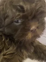 Lolo, a male Shih Tzu for sale in Frankfort, KY – Photo 9 of 10