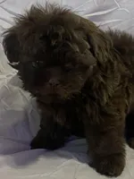 Lolo, a male Shih Tzu for sale in Frankfort, KY – Photo 3 of 10