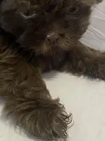 Lolo, a male Shih Tzu for sale in Frankfort, KY – Photo 4 of 10