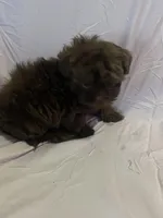 Lolo, a male Shih Tzu for sale in Frankfort, KY – Photo 6 of 10