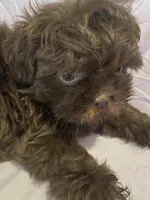 Lolo, a male Shih Tzu for sale in Frankfort, KY – Photo 10 of 10