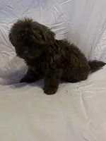 Lolo, a male Shih Tzu for sale in Frankfort, KY – Photo 7 of 10