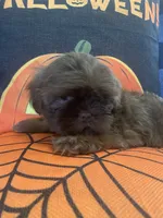 Anubis , a male Shih Tzu for sale in Frankfort, KY – 9 of 9