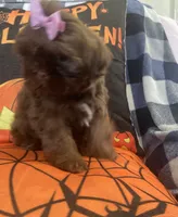Osiris, a female Shih Tzu for sale in Frankfort, KY – 4 of 9