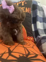 Osiris, a female Shih Tzu for sale in Frankfort, KY – 8 of 9