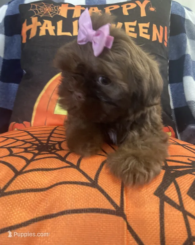 Osiris – Shih Tzu puppy for sale in Frankfort, KY