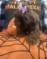 Osiris, a female Shih Tzu for sale in Frankfort, KY – 1 of 9