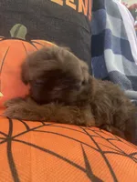 Anubis , a male Shih Tzu for sale in Frankfort, KY – 7 of 9
