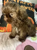 Osiris, a female Shih Tzu for sale in Frankfort, KY – 2 of 9