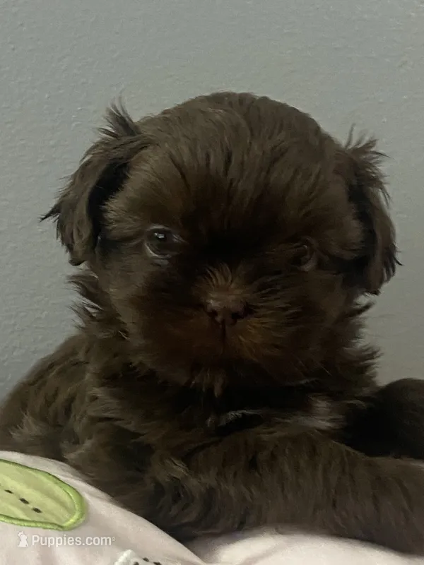 Anubis  – Shih Tzu puppy for sale in Frankfort, KY